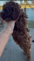 Romeo, a male Poodle - Toy  for sale in London, KY – Photo 2 of 4