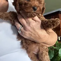 Romeo, a male Poodle - Toy  for sale in London, KY – Photo 3 of 4