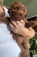 Romeo, a male Poodle - Toy  for sale in London, KY – Photo 3 of 4