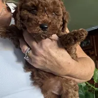 Romeo, a male Poodle - Toy  for sale in London, KY – Photo 4 of 4