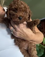 Romeo, a male Poodle - Toy  for sale in London, KY – Photo 4 of 4