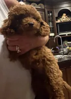 Rock Star, a male Poodle - Toy  for sale in London, KY – 4 of 8