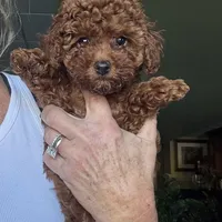 Kid Rock , a male Poodle - Toy  for sale in London, KY – Photo 2 of 5