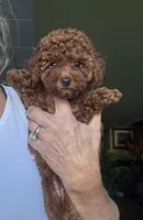 Oscar, a male Poodle - Toy  for sale in London, KY – Photo 2 of 5