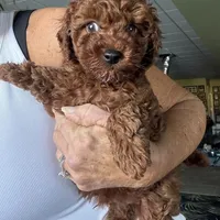 Kid Rock , a male Poodle - Toy  for sale in London, KY – Photo 3 of 5