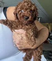 Oscar, a male Poodle - Toy  for sale in London, KY – Photo 3 of 5