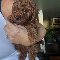 Kid Rock , a male Poodle - Toy  for sale in London, KY – Photo 5 of 5