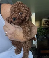 Oscar, a male Poodle - Toy  for sale in London, KY – Photo 5 of 5