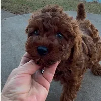 Kid Rock , a male Poodle - Toy  for sale in London, KY – Photo 1 of 5