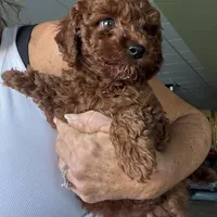 Kid Rock , a male Poodle - Toy  for sale in London, KY – Photo 4 of 5