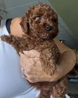 Oscar, a male Poodle - Toy  for sale in London, KY – Photo 4 of 5