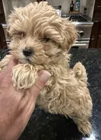 Jelly Roll, a male Maltipoo for sale in London, KY – 8 of 8