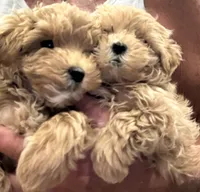 Kid Rock, a male Maltipoo for sale in London, KY – 5 of 5