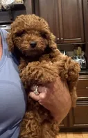 Rock Star, a male Poodle - Toy  for sale in London, KY – 3 of 8