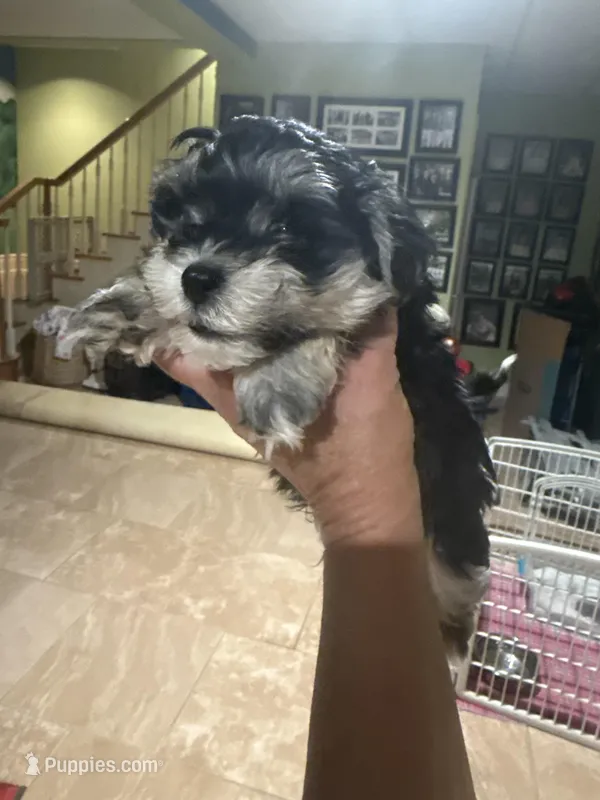 Jelly Roll, a male Maltipoo for sale in London, KY – Photo 1 of 1