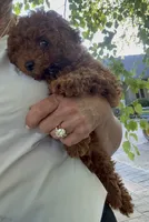 Rock Star, a male Poodle - Toy  for sale in London, KY – 5 of 8