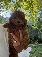 Rock Star, a male Poodle - Toy  for sale in London, KY – 8 of 8