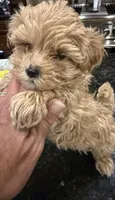 Jelly Roll, a male Maltipoo for sale in London, KY – 2 of 8