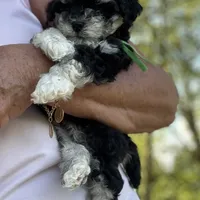 Hager, a male Maltipoo for sale in London, KY – Photo 4 of 5