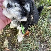 Hager, a male Maltipoo for sale in London, KY – Photo 2 of 5