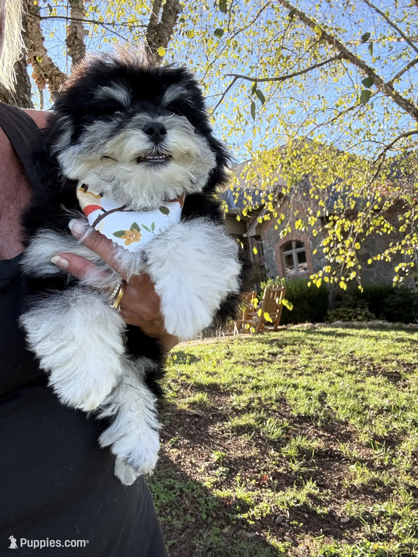 Hager – Maltipoo Puppy for Sale in London, KY | Puppies.com