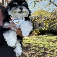 Hager, a male Maltipoo for sale in London, KY – Photo 1 of 5