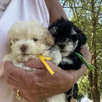 Hager, a male Maltipoo for sale in London, KY – Photo 5 of 5