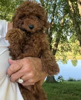Rock Star, a male Poodle - Toy  for sale in London, KY – 7 of 8
