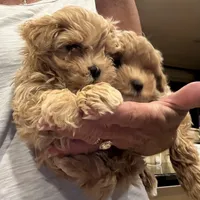Kid Rock, a male Maltipoo for sale in London, KY – 4 of 5