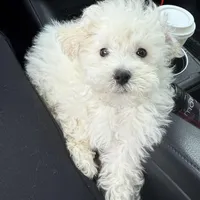 You are my Sunshine, a female Maltipoo for sale in London, KY – Photo 4 of 4