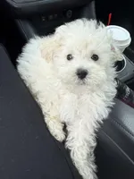 You are my Sunshine, a female Maltipoo for sale in London, KY – Photo 4 of 4