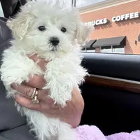 You are my Sunshine, a female Maltipoo for sale in London, KY – Photo 1 of 4