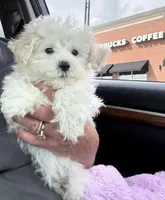 You are my Sunshine, a female Maltipoo for sale in London, KY – Photo 1 of 4