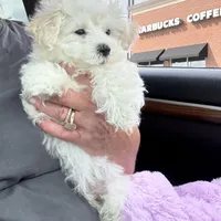 You are my Sunshine, a female Maltipoo for sale in London, KY – Photo 2 of 4