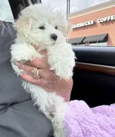 You are my Sunshine, a female Maltipoo for sale in London, KY – Photo 2 of 4