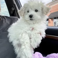 You are my Sunshine, a female Maltipoo for sale in London, KY – Photo 3 of 4
