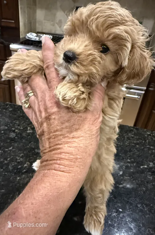 Kid Rock – Maltipoo puppy for sale in London, KY