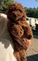 Rock Star, a male Poodle - Toy  for sale in London, KY – 1 of 8