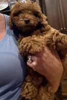 Rock Star, a male Poodle - Toy  for sale in London, KY – 2 of 8