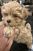 Jelly Roll, a male Maltipoo for sale in London, KY – 7 of 8