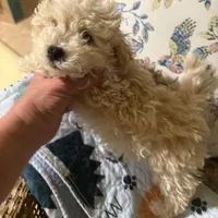 Jelly Roll, a male Maltipoo for sale in London, KY – Photo 1 of 2