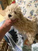 Kid Rock, a male Maltipoo for sale in London, KY – Photo 1 of 2