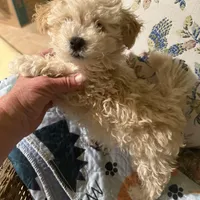 Jelly Roll, a male Maltipoo for sale in London, KY – Photo 2 of 2