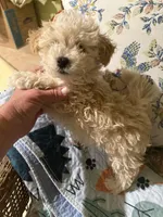 Kid Rock, a male Maltipoo for sale in London, KY – Photo 2 of 2