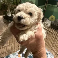 Miss Priss, a female Maltipoo for sale in London, KY – Photo 3 of 4