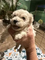 Betsy, a female Maltipoo for sale in London, KY – Photo 3 of 4