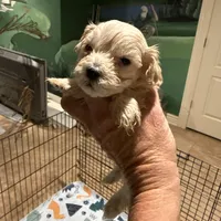 Miss Priss, a female Maltipoo for sale in London, KY – Photo 4 of 4