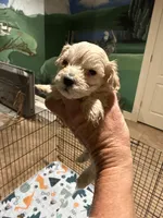 Betsy, a female Maltipoo for sale in London, KY – Photo 1 of 4