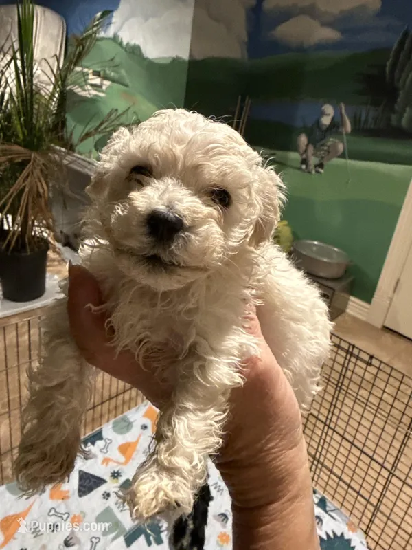Miss Priss, a female Maltipoo for sale in London, KY – Photo 1 of 4