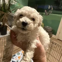 Miss Priss, a female Maltipoo for sale in London, KY – Photo 1 of 4